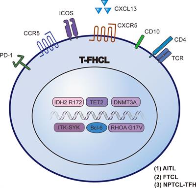 Precise diagnosis and targeted therapy of nodal T-follicular helper cell lymphoma (T-FHCL)